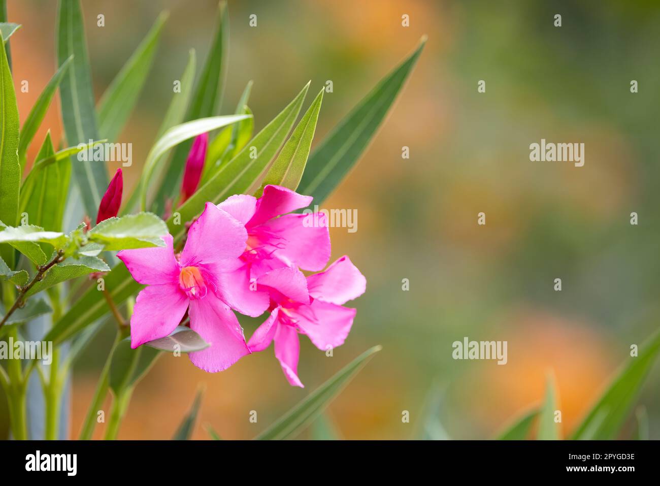 A closeup photo of a beautiful pink oleander flower, with a vibrant color and delicate petals, captured in the Kenyan Tsavo East Reserve Stock Photo