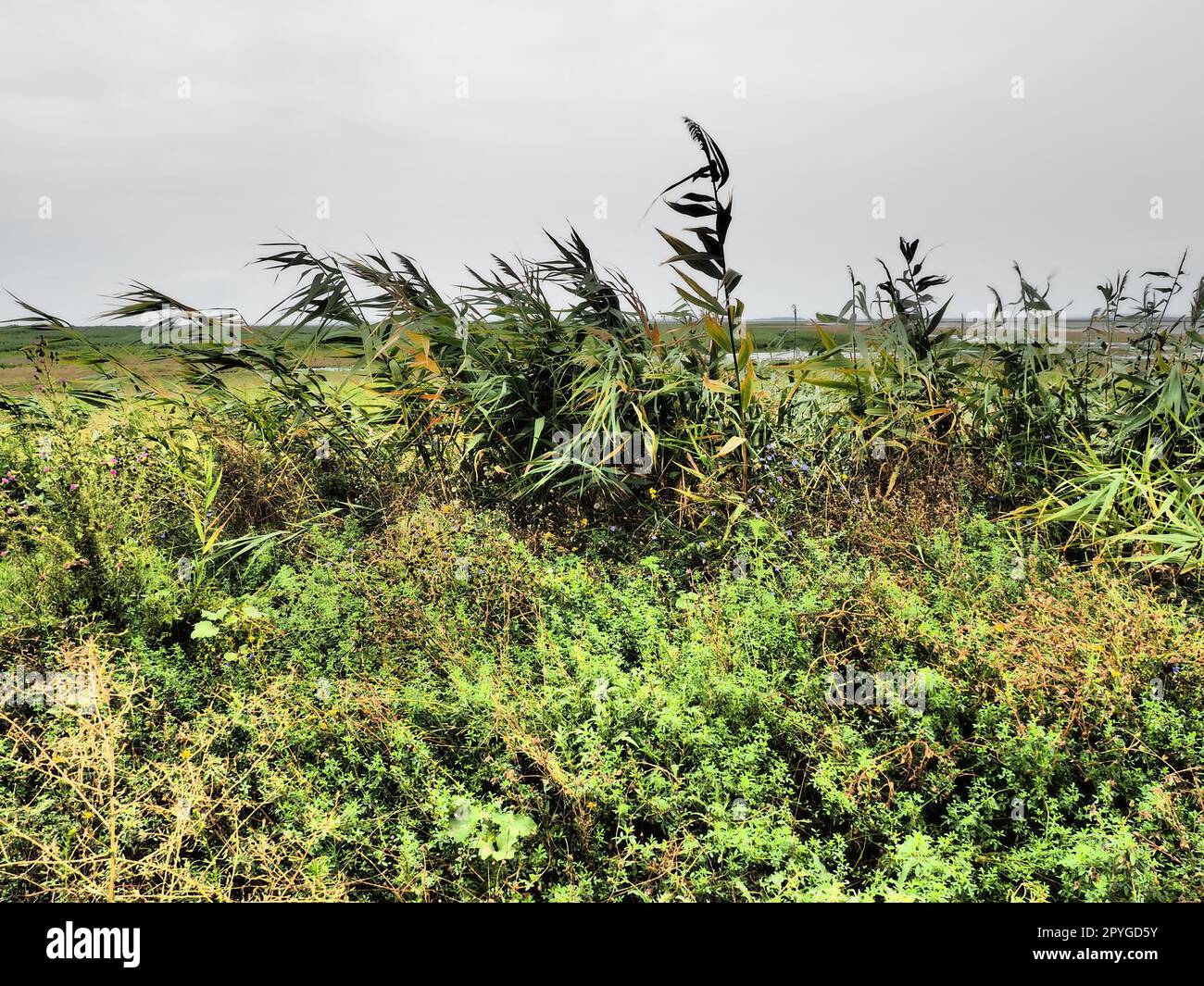 Common reed, or southern reed, Phragmites australis, a tall perennial grass of the genus Reed. Flora of the estuary. Moisture-loving plant. Soils with close standing groundwater. Stormy weather. Stock Photo