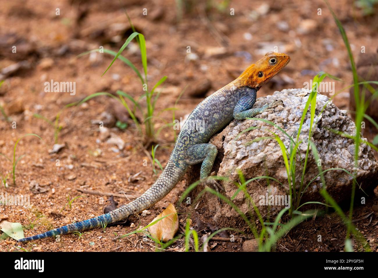 This photo showcases the vibrant colors and unique features of the agama lizard as it basks in the sun on a rock in the Kenyan Tsavo East reserve. Its Stock Photo