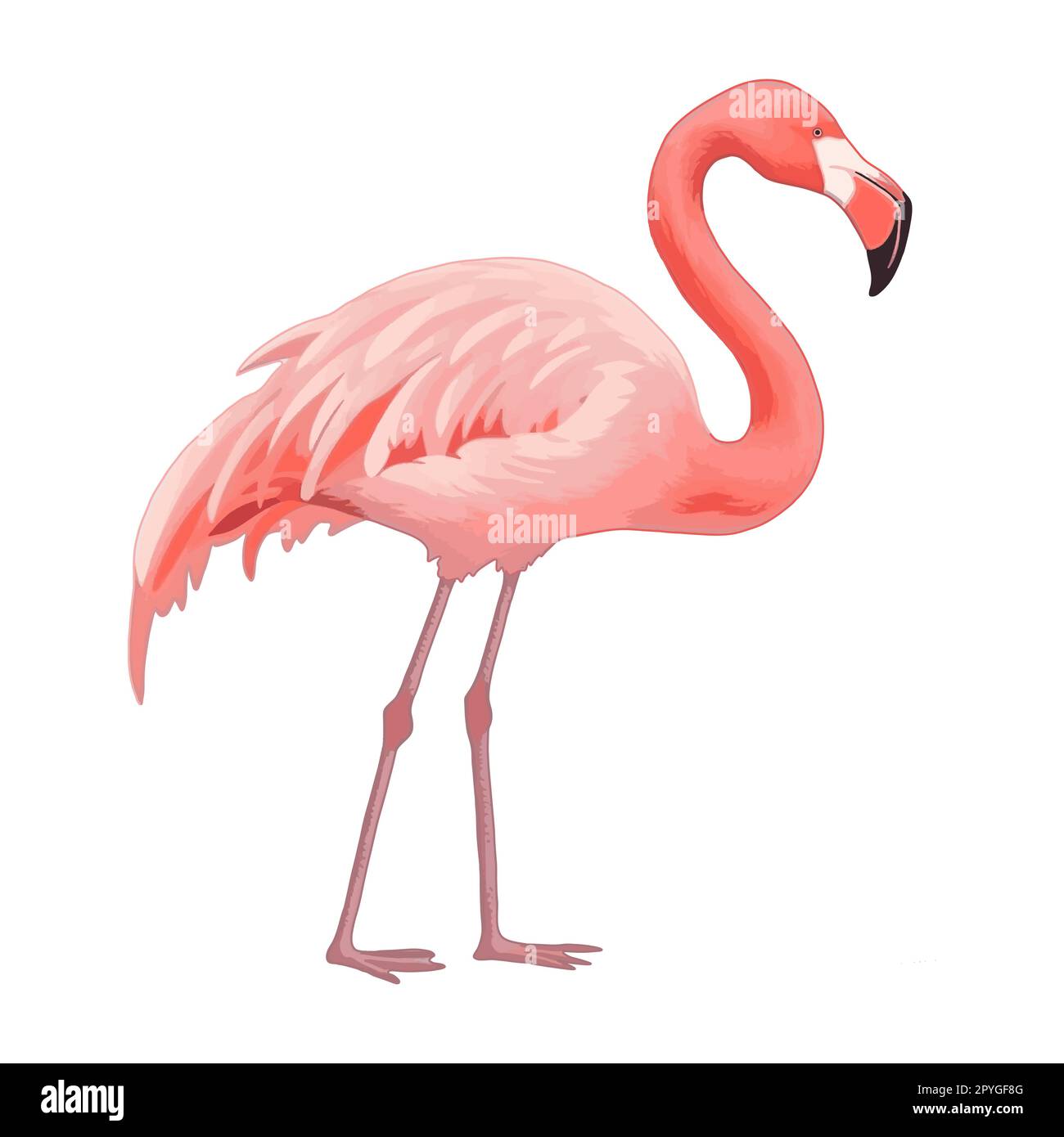 Pink flamingo vector illustration isolated on white background Stock ...