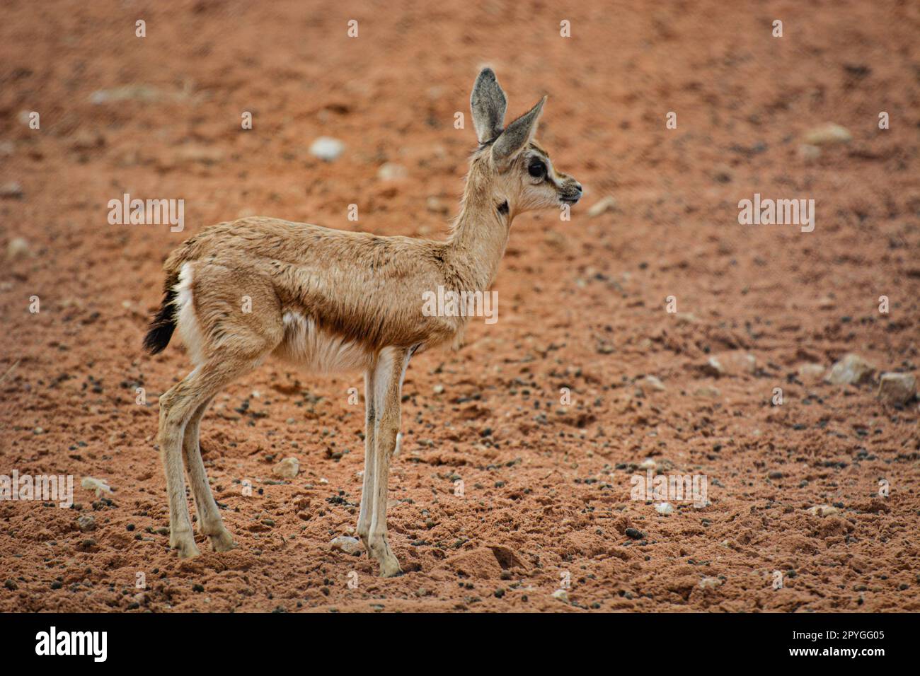 Deer Digested Rocks A solitary young deer stands in the center of a barren expanse of dirt ...