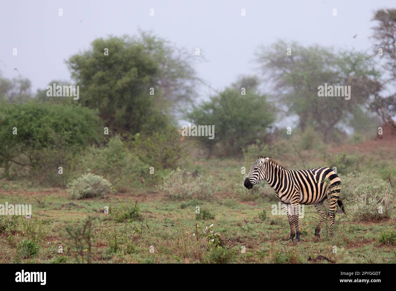 This captivating photo showcases the zebra, standing tall and proud on the vast and open savannah of the Kenyan Tsavo East reserve. The zebra's unique Stock Photo