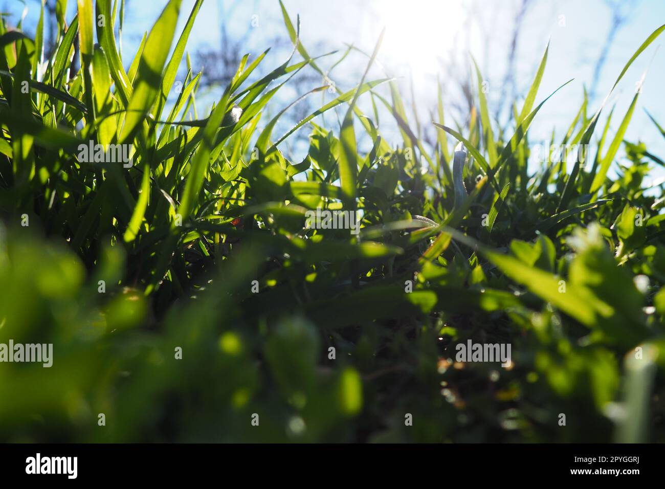 Young juicy green grass in the rays of the morning sun against the blue sky. Spring in Serbia. Sunny March. The trees have not yet released their leaves. Grass close-up, shallow depth of field Stock Photo