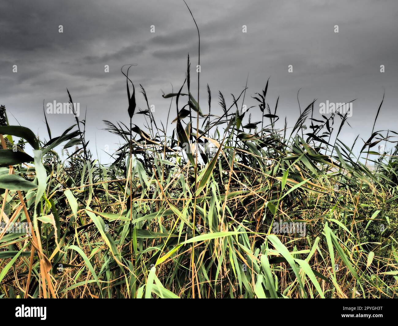 Common reed, or southern reed, Phragmites australis, a tall perennial grass of the genus Reed. Flora of the estuary. Moisture-loving plant. Soils with close standing groundwater. Stormy weather. Stock Photo