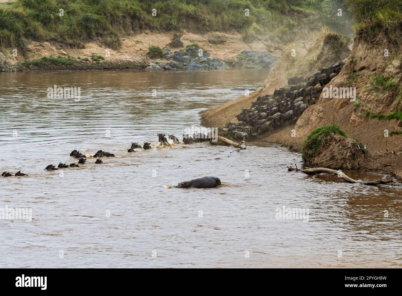 The big migration of the Wildebeests in Africa Stock Photo