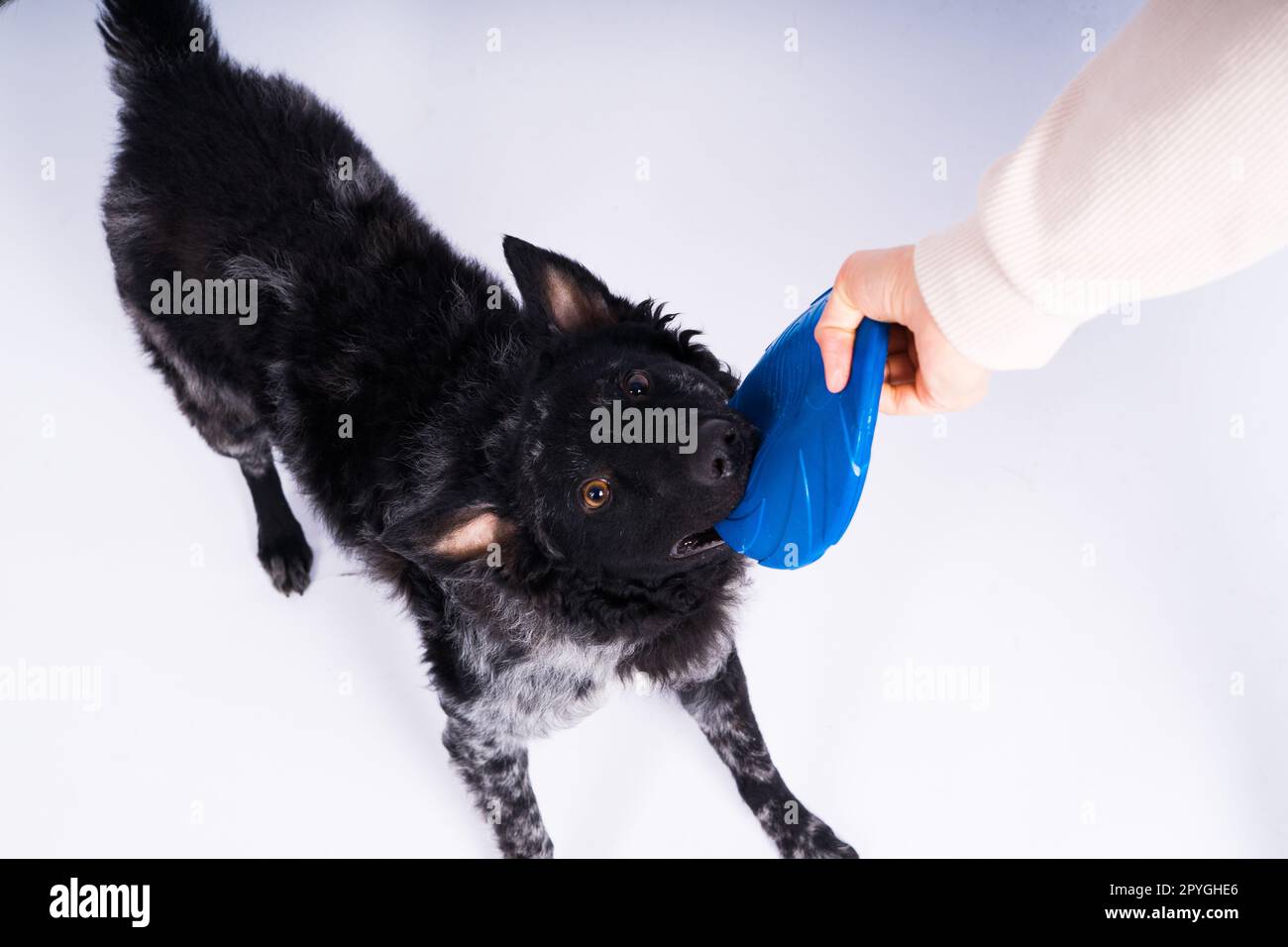 A playful mudi breed dog picking up a blue frisbee with her teeth Stock