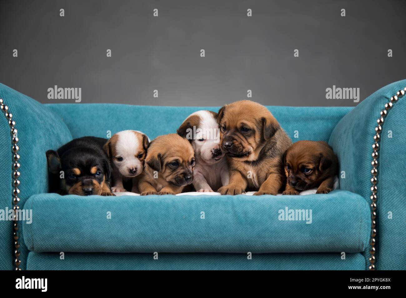 Little puppies sleeping in bed Stock Photo - Alamy