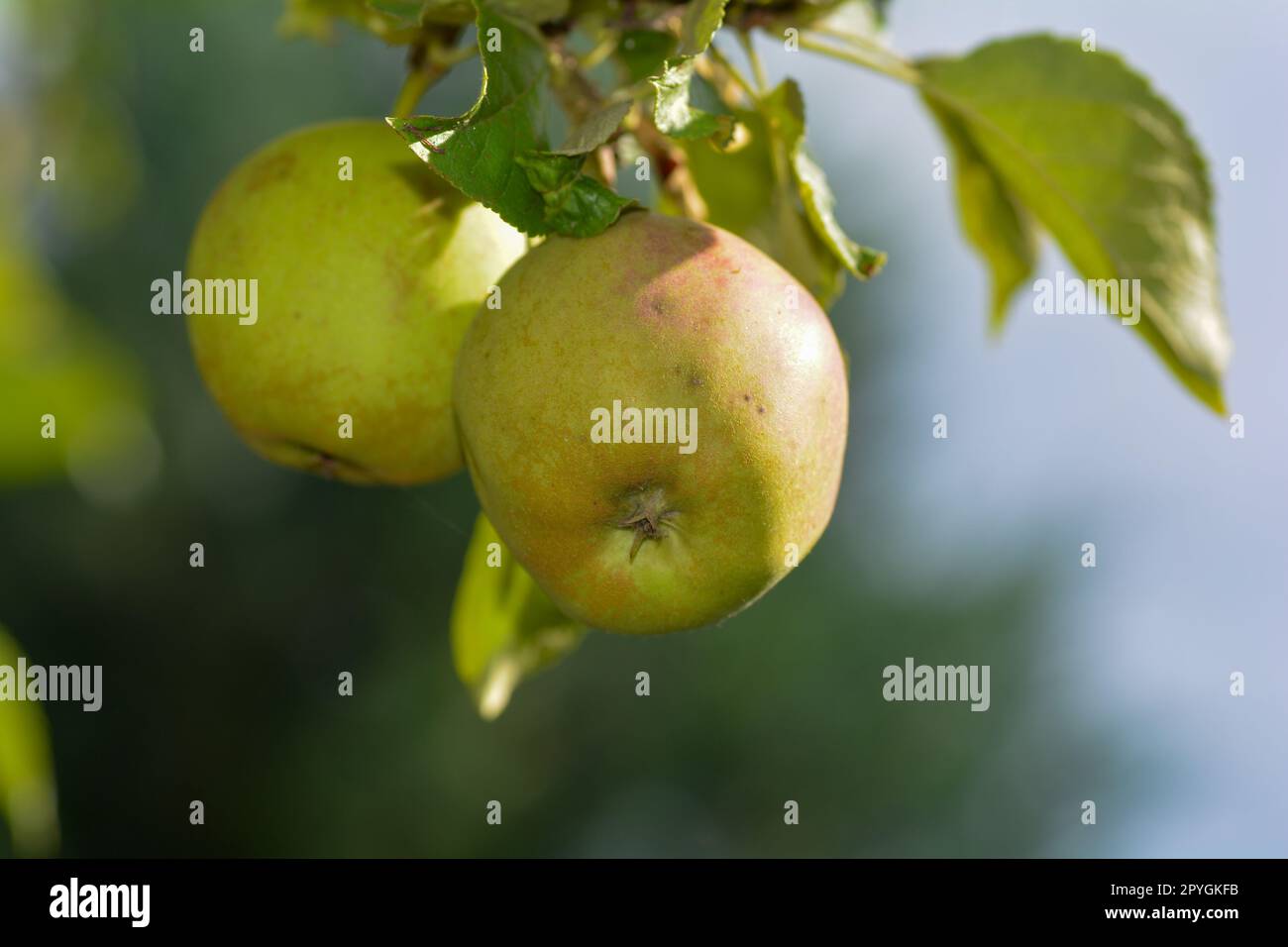 Apples on a tree Stock Photo