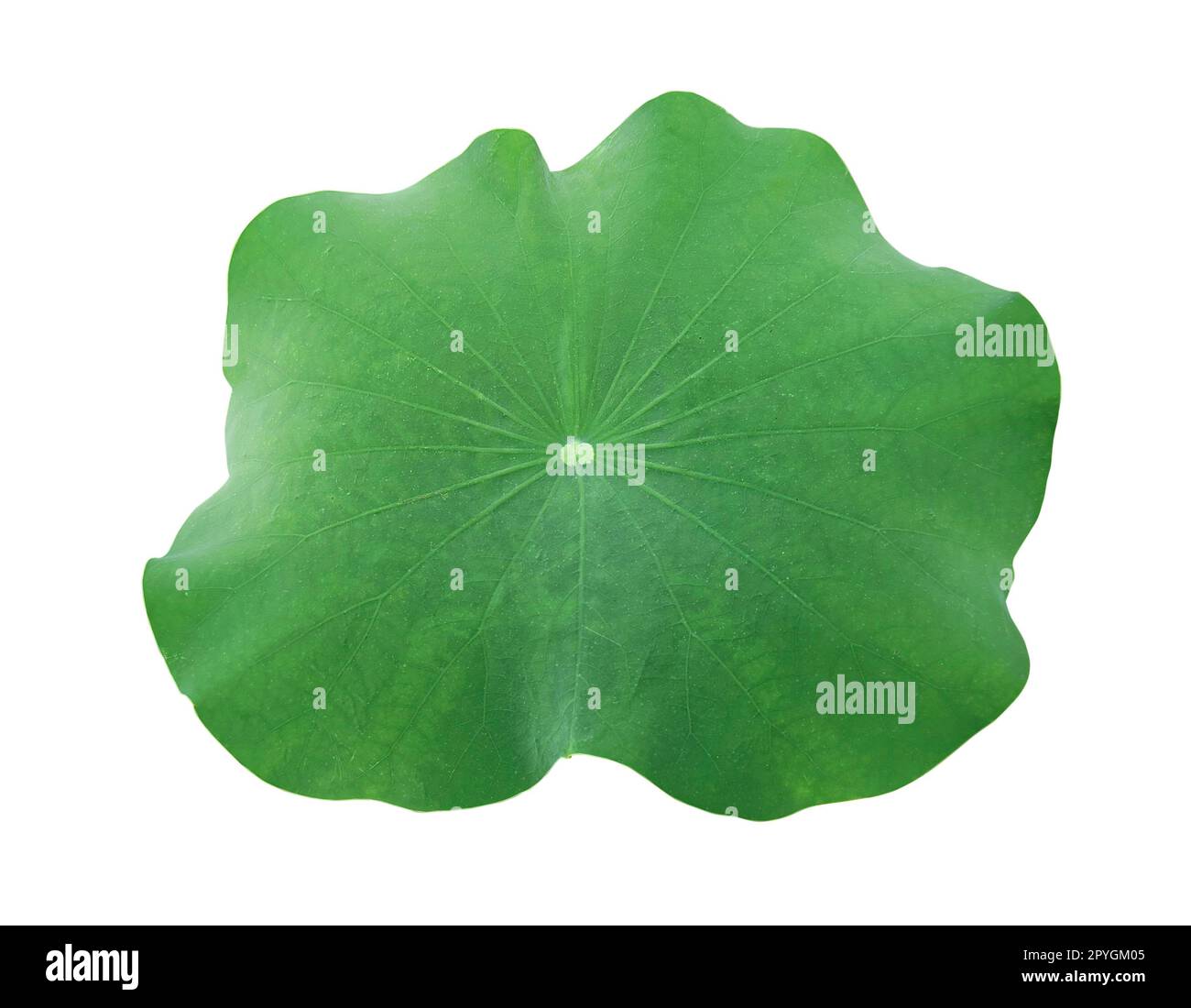 A Lotus leaf on white background Stock Photo