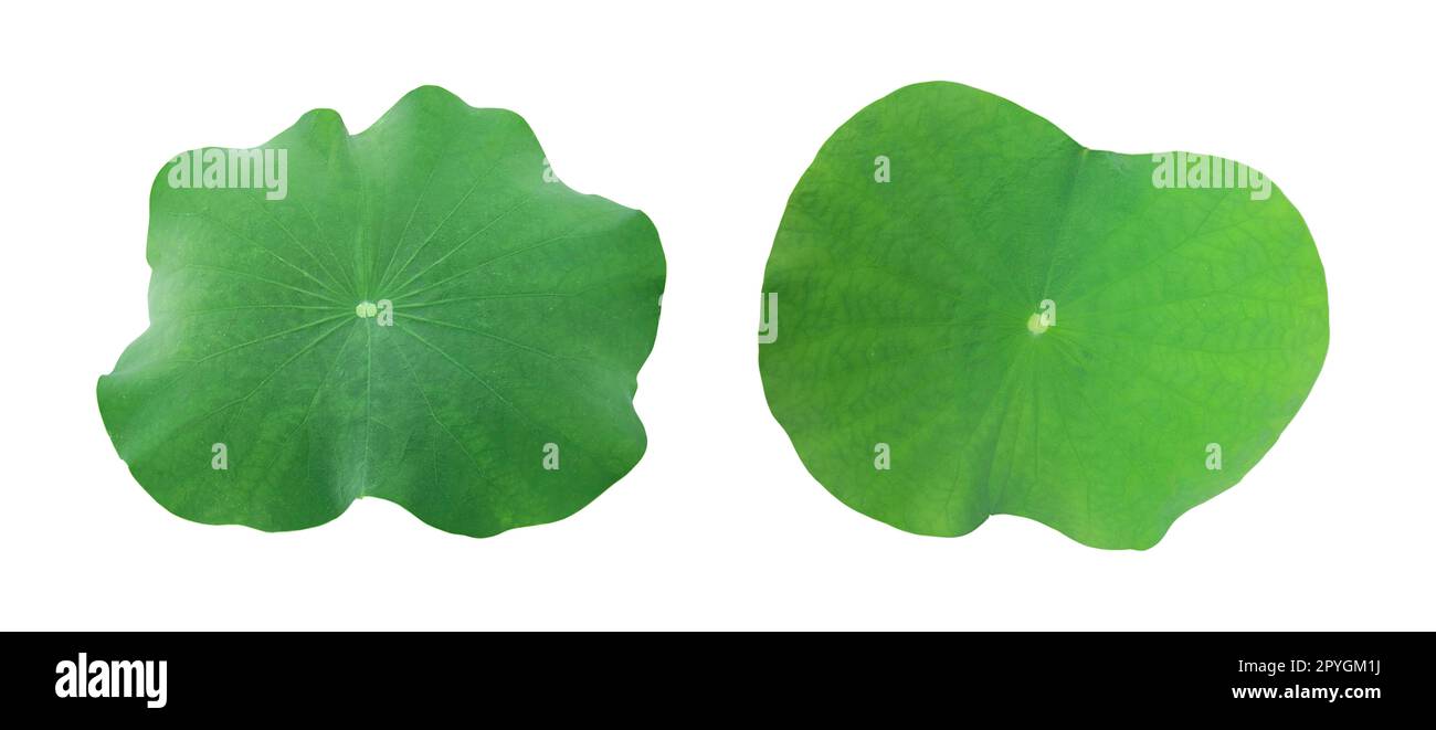 A Lotus leaf on white background Stock Photo