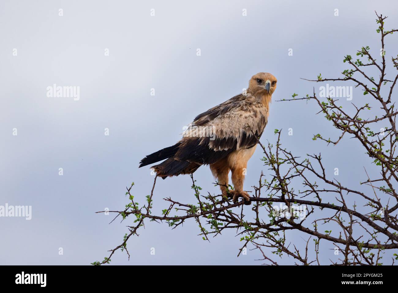 A majestic Tawny Eagle is captured perched on the top of a tree, its sharp eyes scanning the vast savannah of the Kenyan Tsavo East reserve. The blue Stock Photo