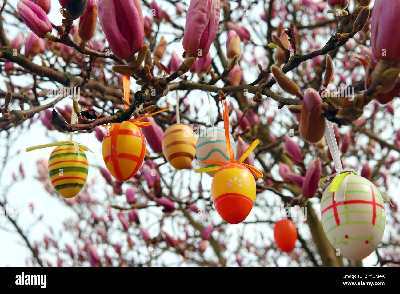 Easter eggs on a magnolia tree Stock Photo