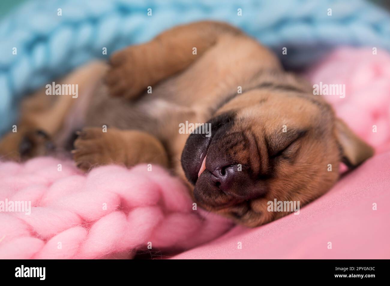 Little cute puppies are sleeping on a blanket Stock Photo - Alamy