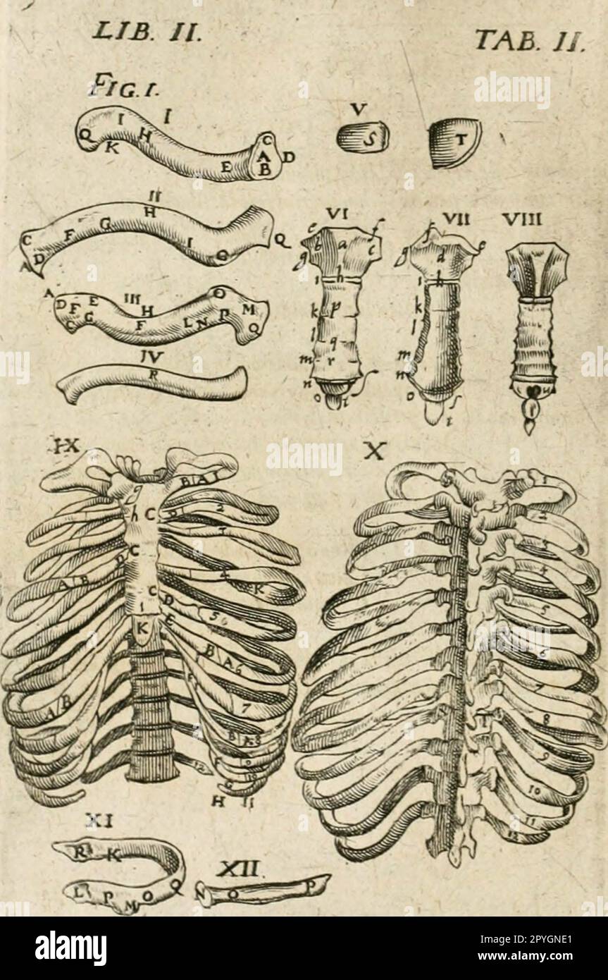 "Anatomiae amphitheatrvm effigie triplici, more et conditione varia, designatvm" (1623) Stock Photo