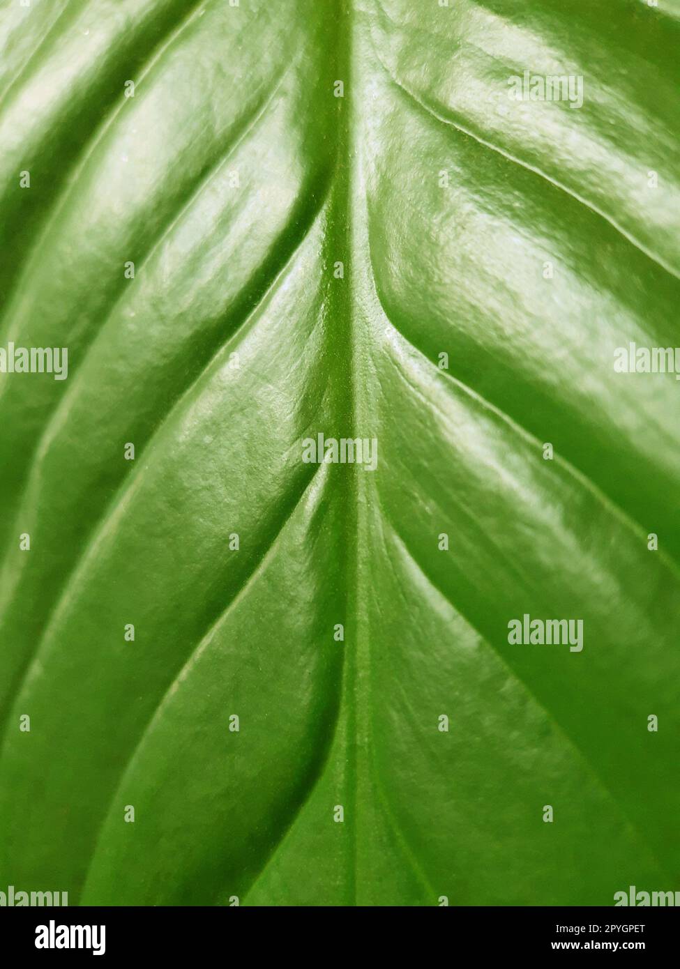 Spathiphyllum Line Hi res Stock Photography And Images Alamy spathiphyllum-line-hi-res-stock-photography-and-images-alamy