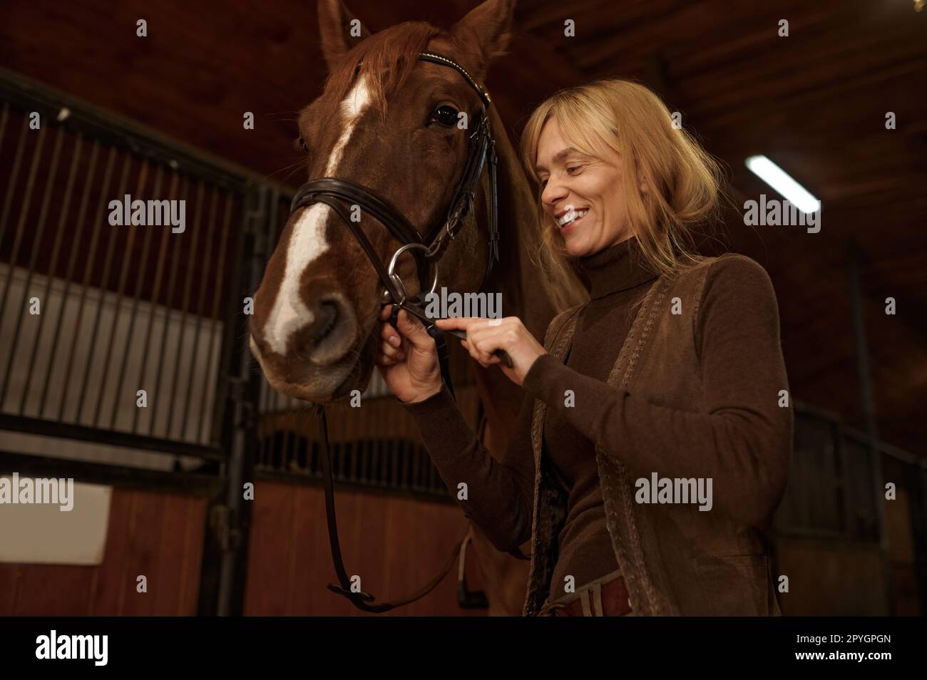 Woman rider putting bridle horsey muzzle while standing in stable Stock Photo