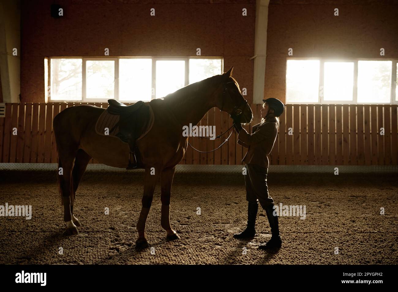 Woman rider harnessed horse in stable indoor paddock Stock Photo