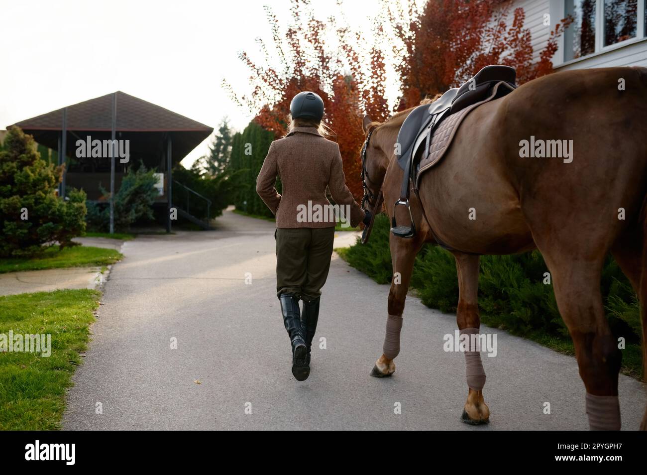 Back view of woman equestrian holding saddle strap Stock Photo