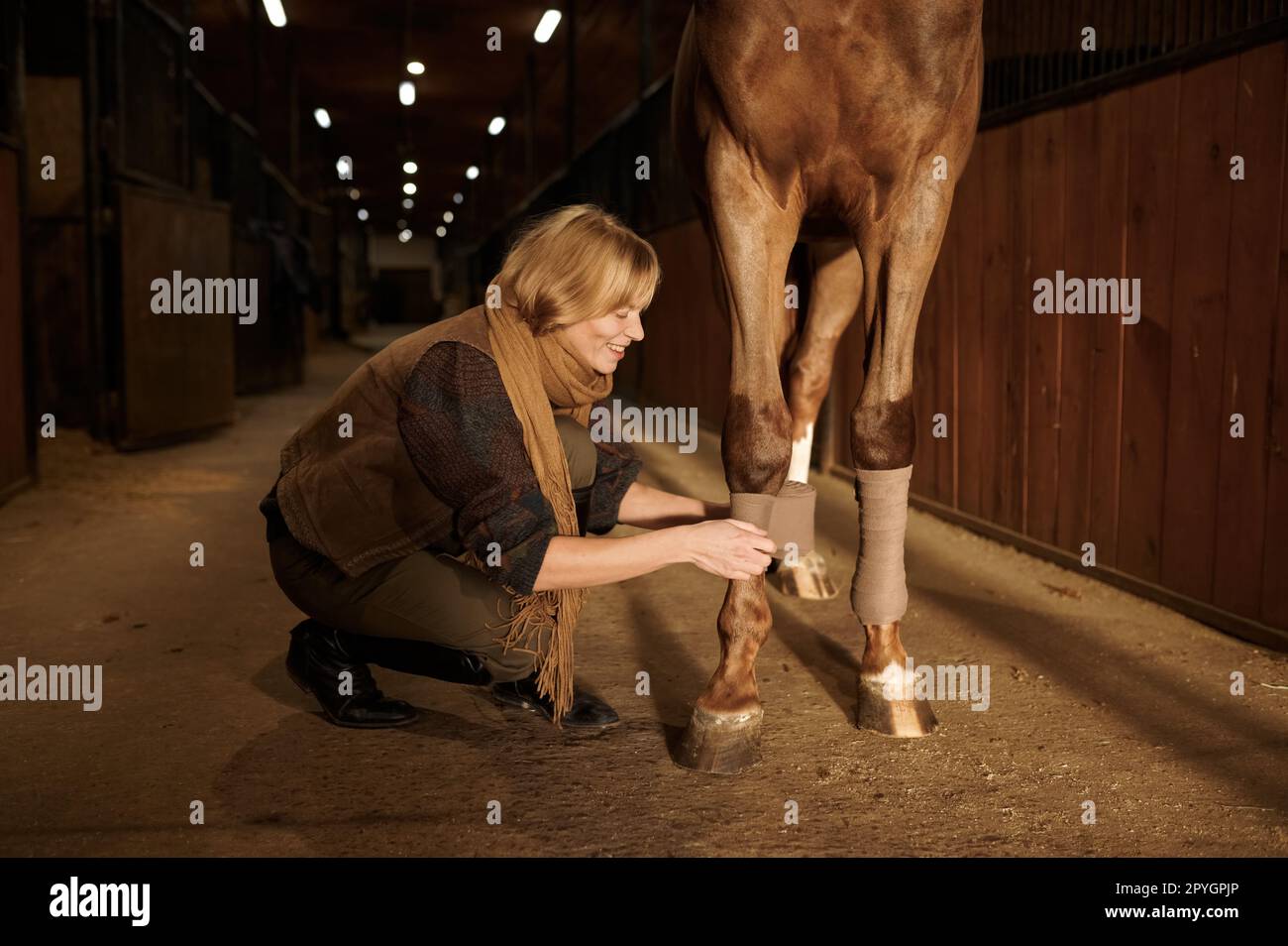 Woman horse owner putting bandage on animal leg to prevent injury Stock