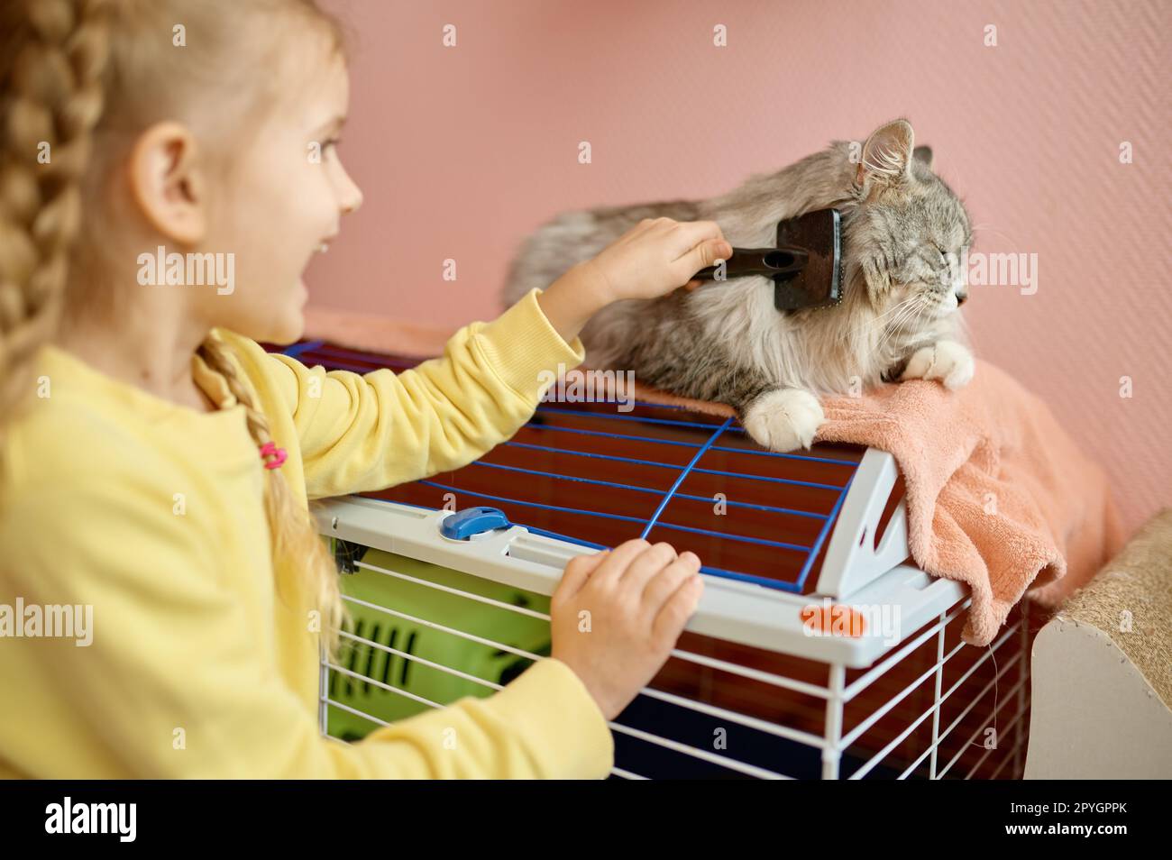Little girl child combing thick fur of kitten spending time in animal shelter Stock Photo