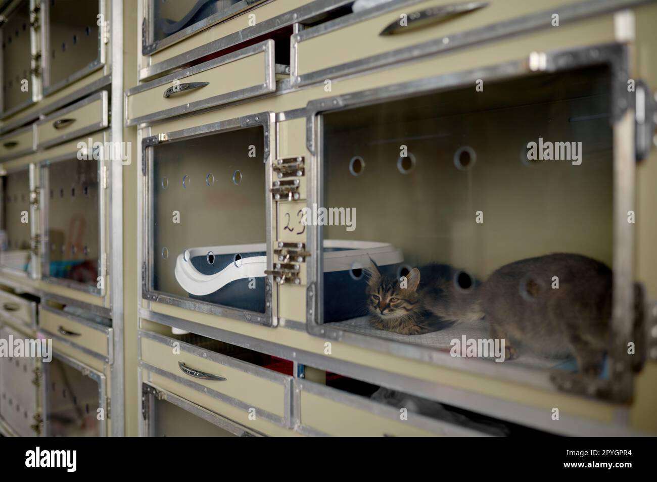 Cat in plastic home in veterinary shop or domestic animal shelter Stock Photo