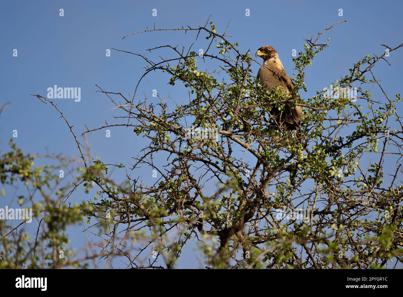 A majestic Tawny Eagle is captured perched on the top of a tree, its sharp eyes scanning the vast savannah of the Kenyan Tsavo East reserve. The blue Stock Photo