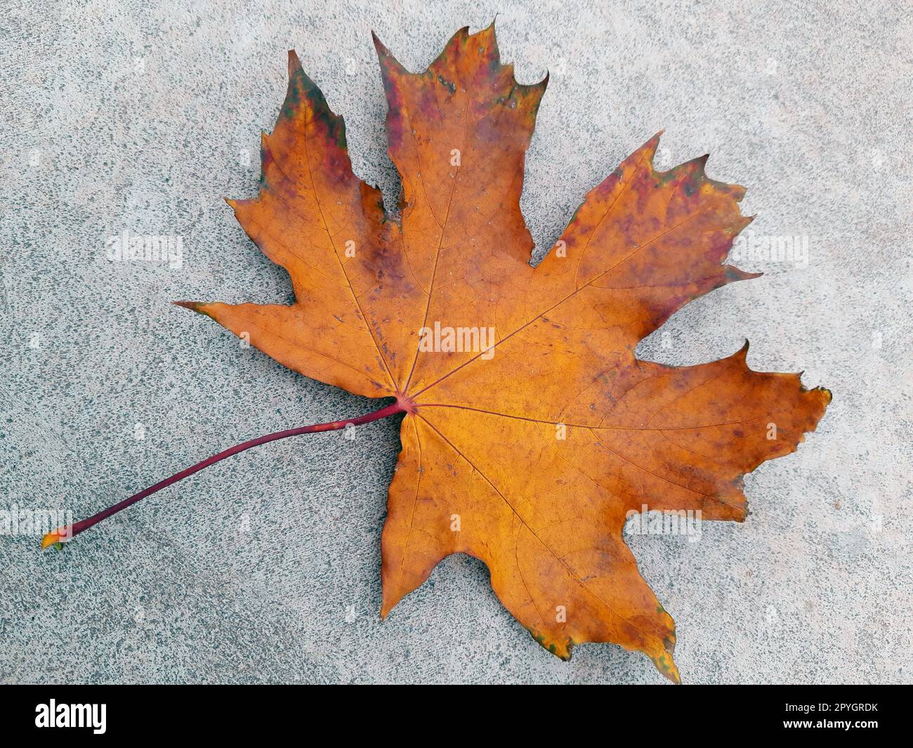 Yellow autumn maple leaf on concrete close-up Stock Photo