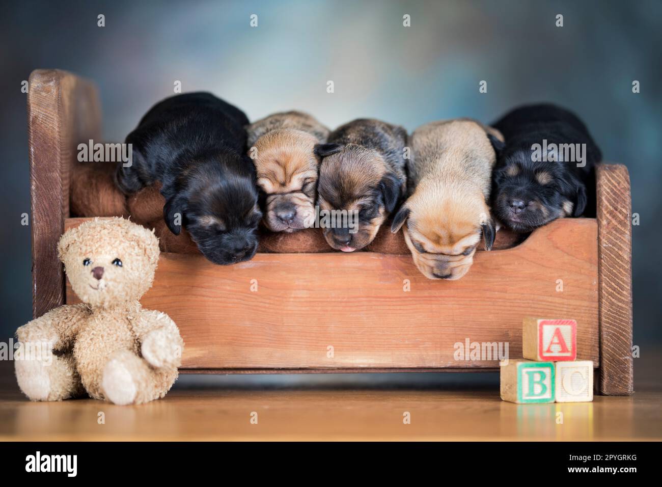 Little puppies sleeping in bed Stock Photo - Alamy