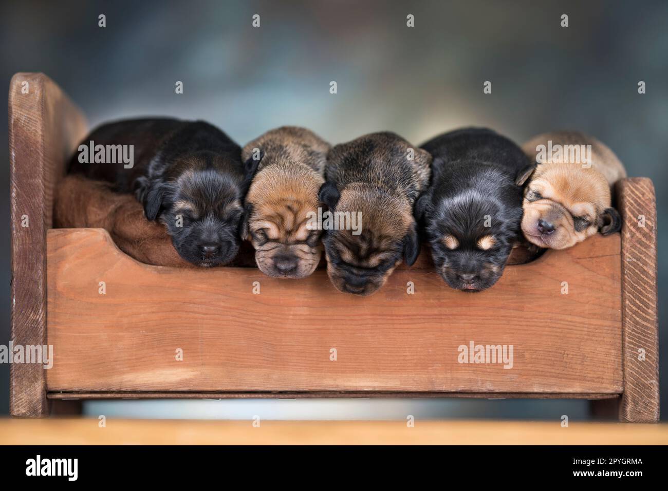 Little puppies sleeping in bed Stock Photo - Alamy