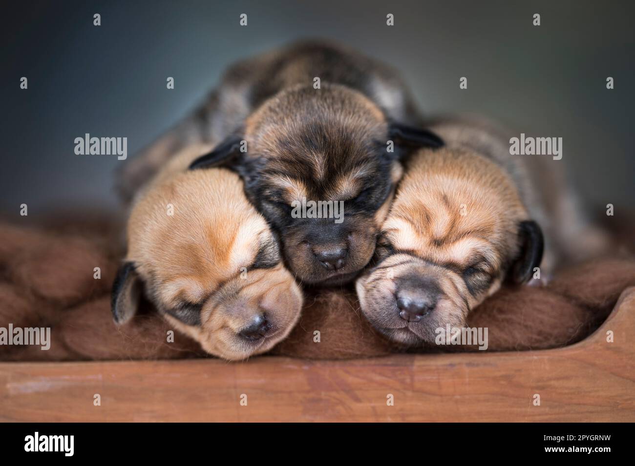 Little puppies sleeping in bed Stock Photo - Alamy