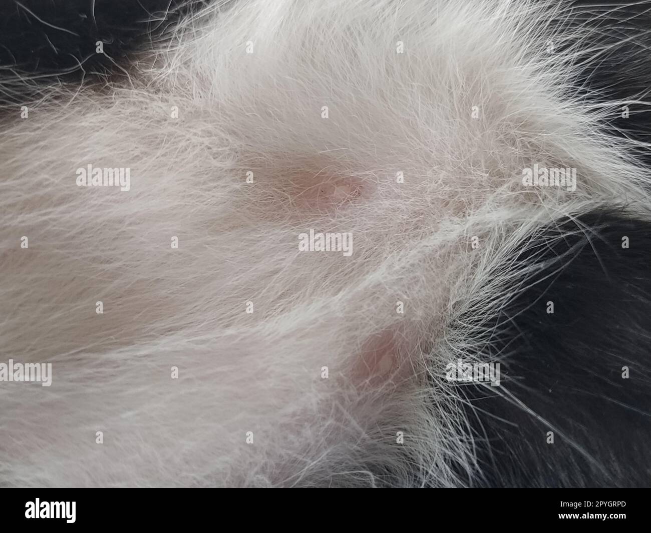 Cat nipples in closeup. Two pink nipples on the belly of a young male kitten. White-black wool around the animal's milk wands. Stock Photo
