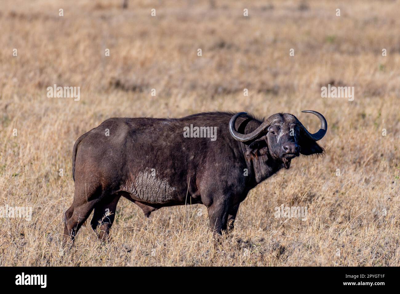 Portrait water buffalo mouth hi-res stock photography and images - Alamy