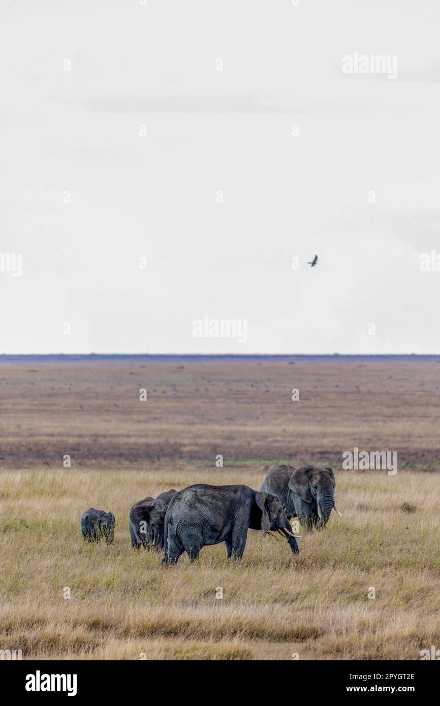 Wild elephants in Serengeti national park Stock Photo
