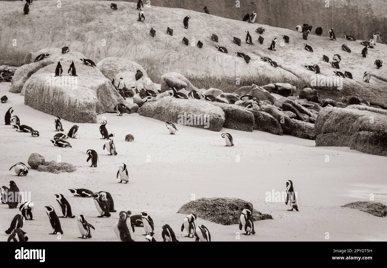 Many penguins Boulders Beach Cape Town. Colony Spectacled Penguins