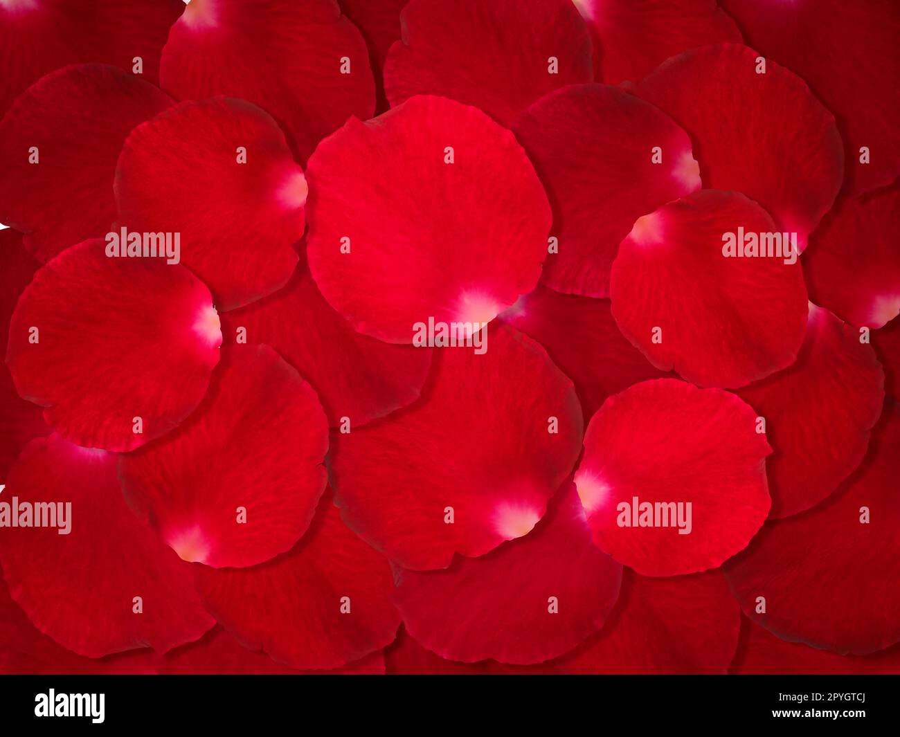 Red rose petals hi-res stock photography and images - Alamy