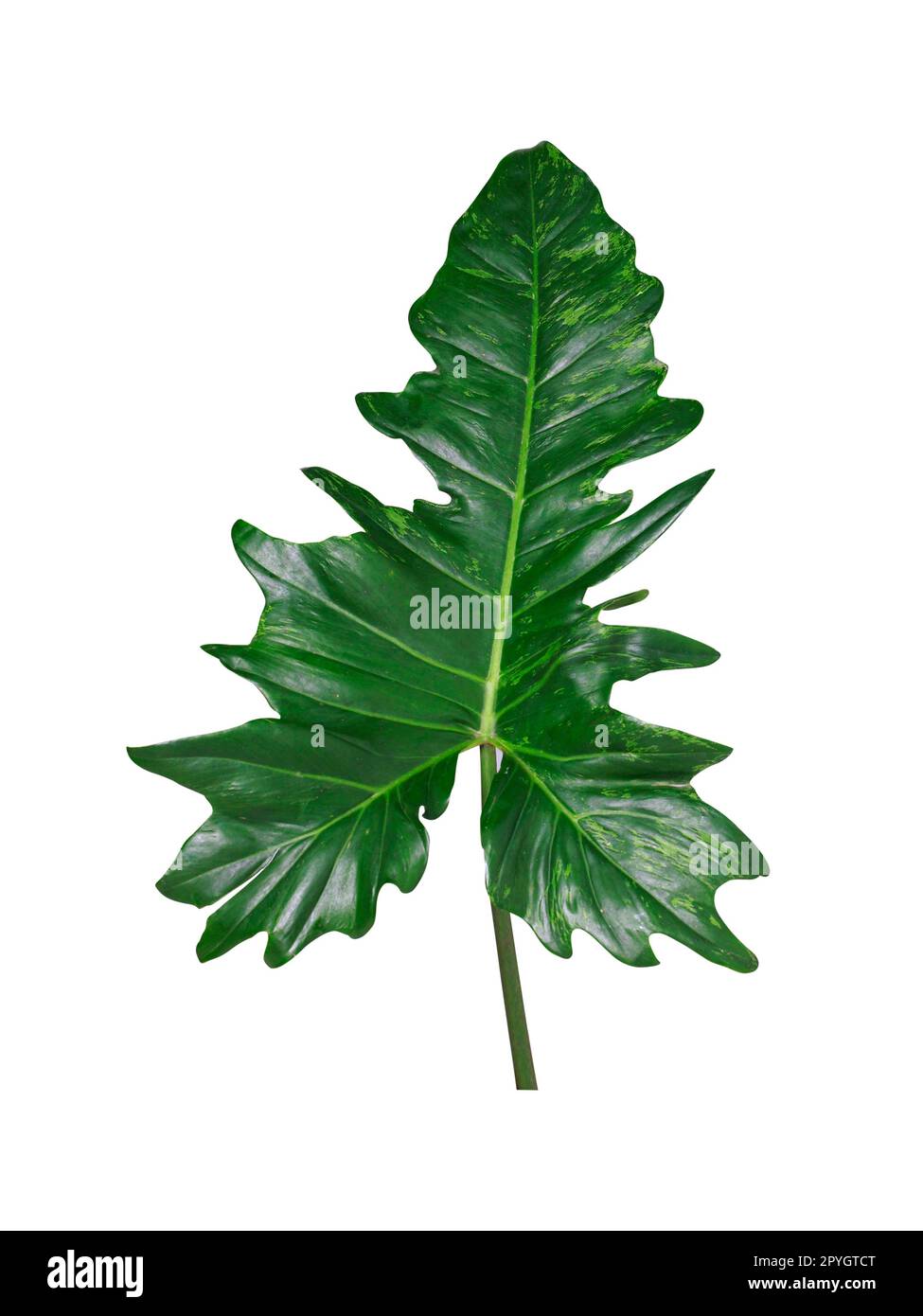 Beautiful Tropical green leaf isolated on white background Stock Photo