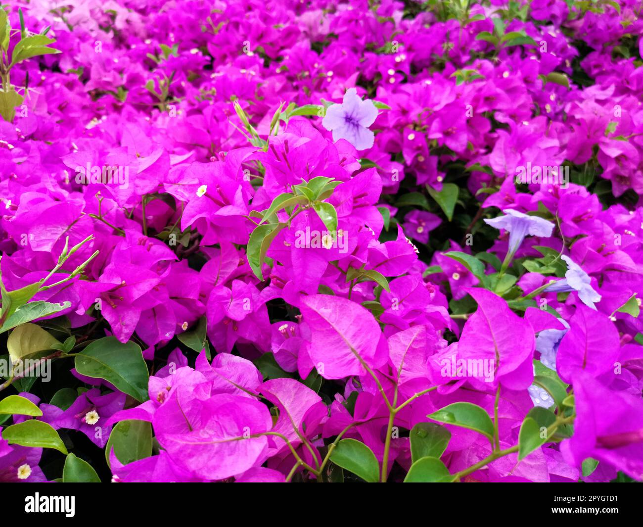 Bougainvillea texture hires stock photography and images Alamy