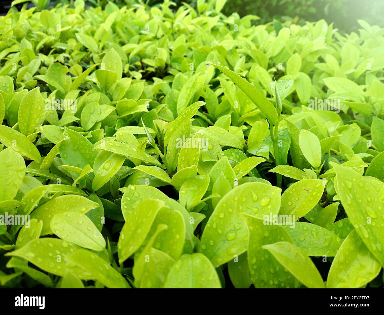 natural green leaves with rain drops background Stock Photo - Alamy