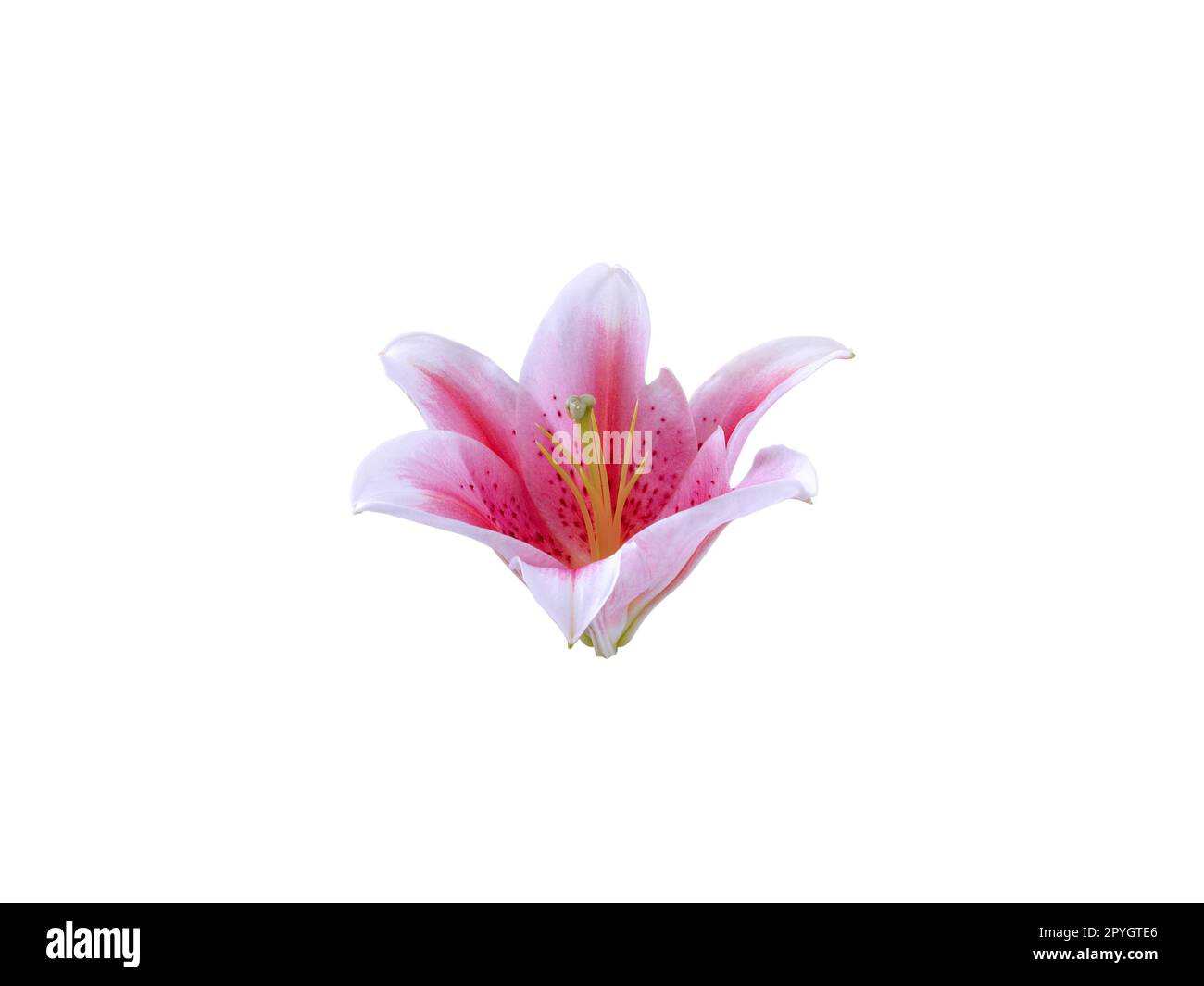 flower beautiful on a white isolated background Stock Photo - Alamy