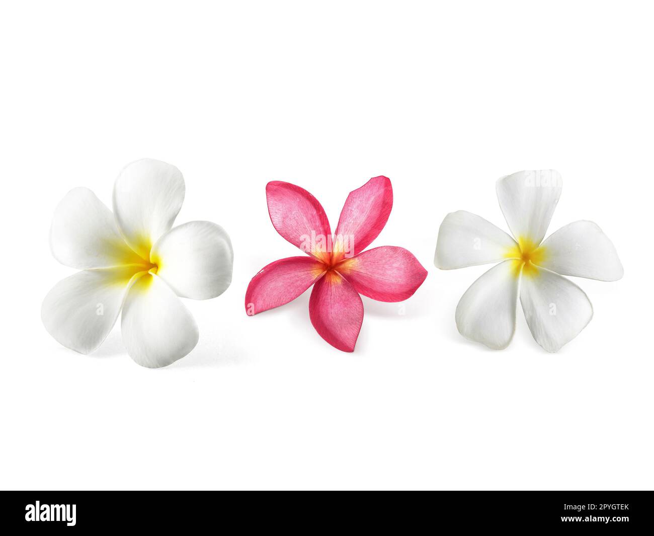 frangipani flower isolated on white Stock Photo