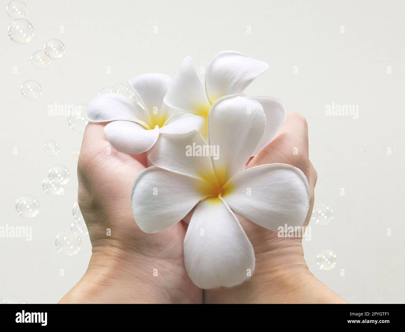 frangipani flower in hand Stock Photo