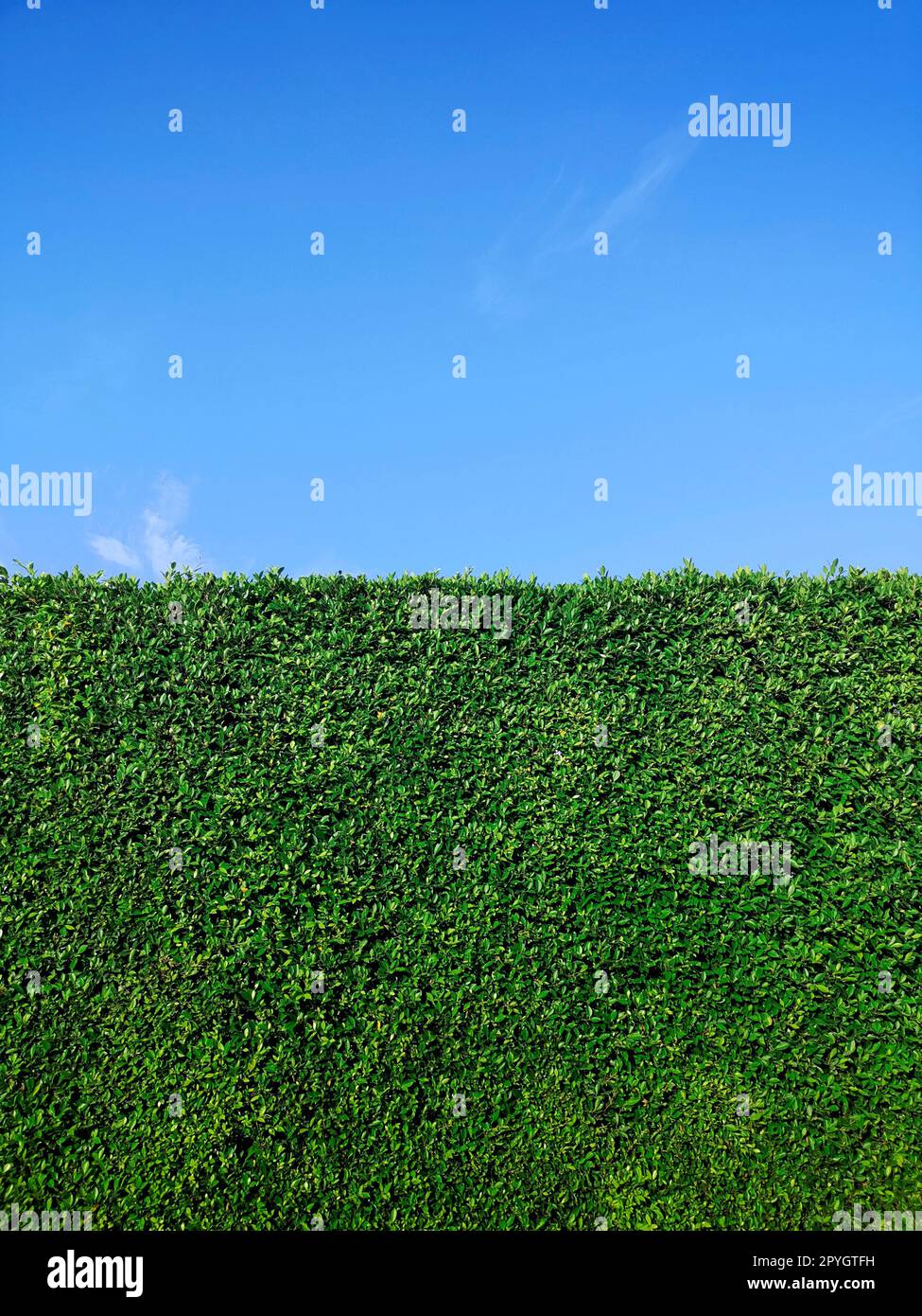 Green grass wall texture and bright blue sky Stock Photo
