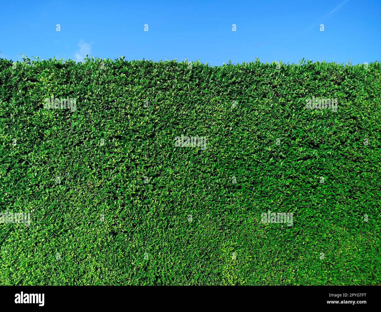 Green grass wall texture and bright blue sky Stock Photo