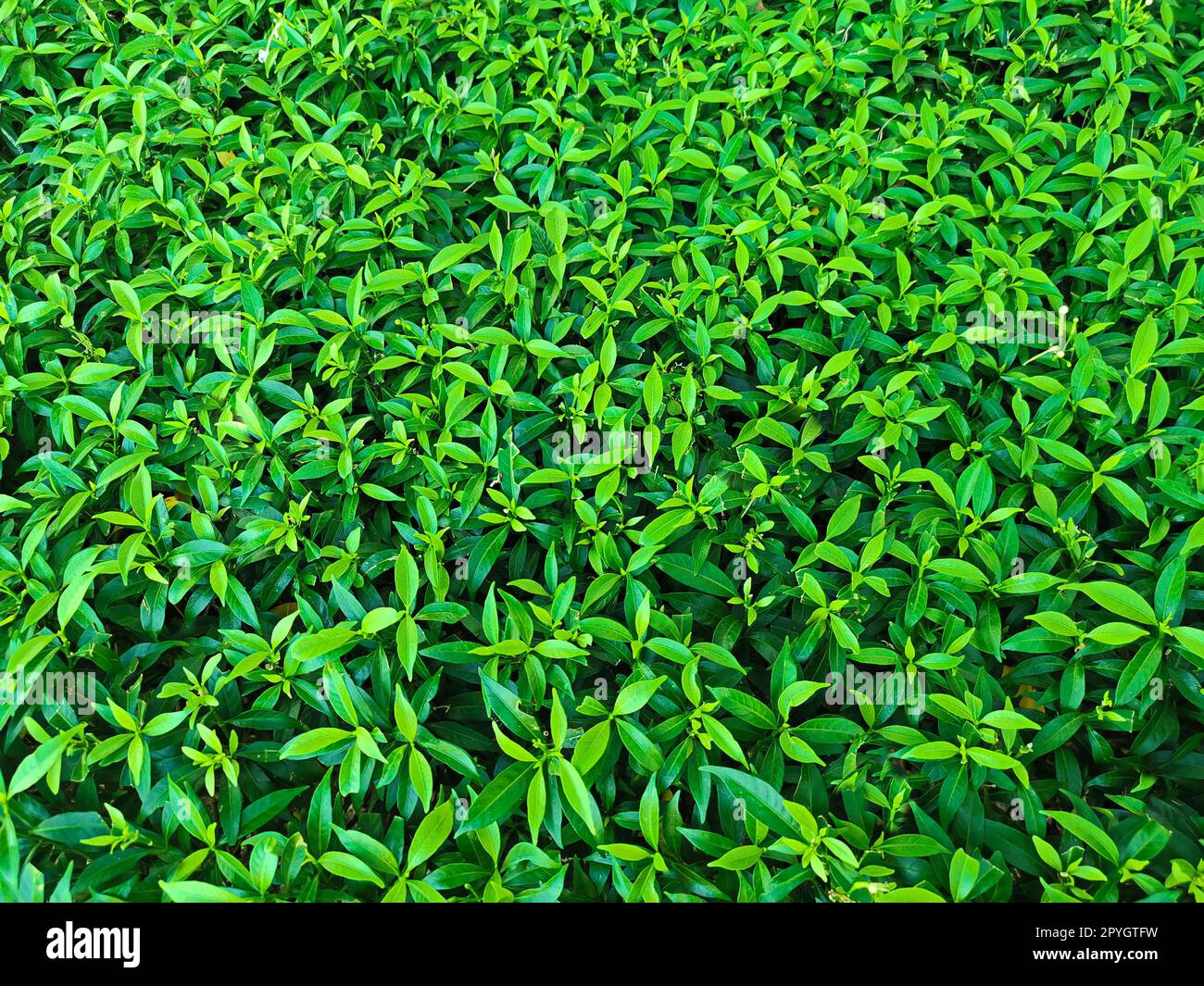 Green leaf texture. leaf texture background Stock Photo