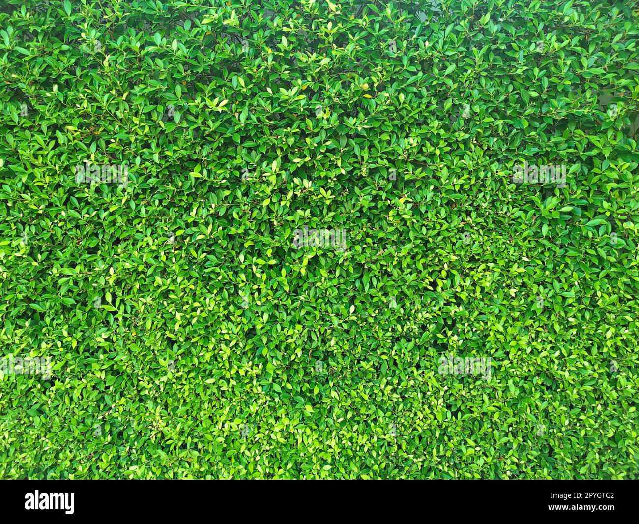 Green leaf texture. leaf texture background Stock Photo