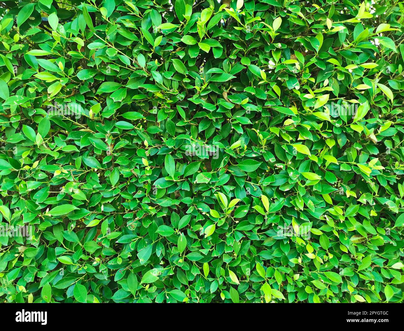 Green leaf texture. leaf texture background Stock Photo