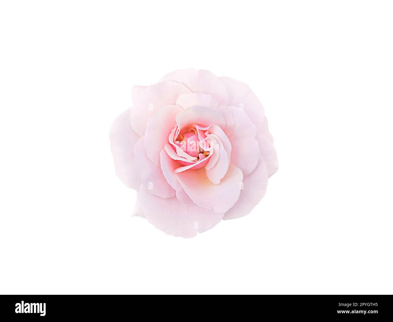 light-pink rose blossom on white background Stock Photo