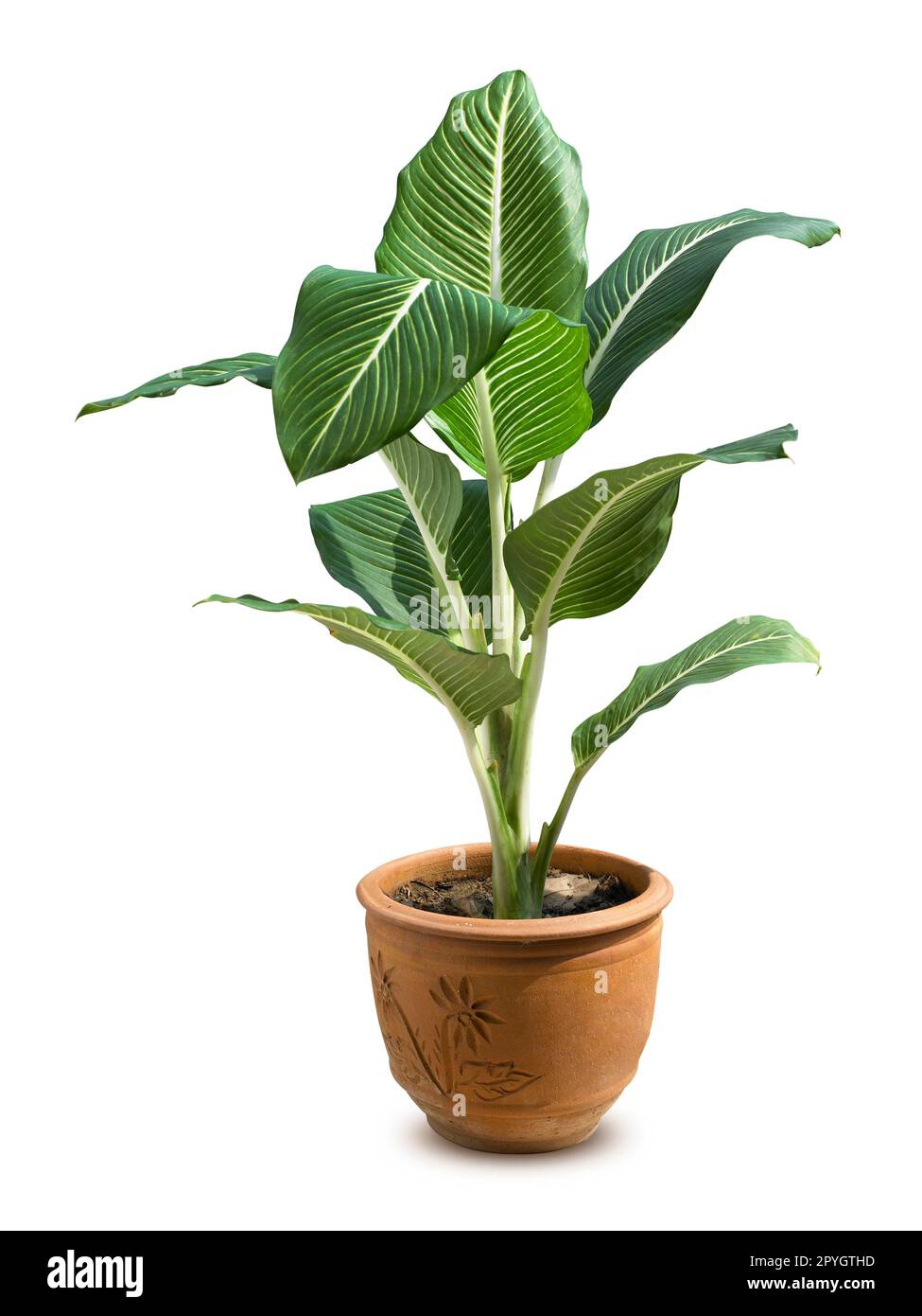 Plants in potted isolated over white background Stock Photo