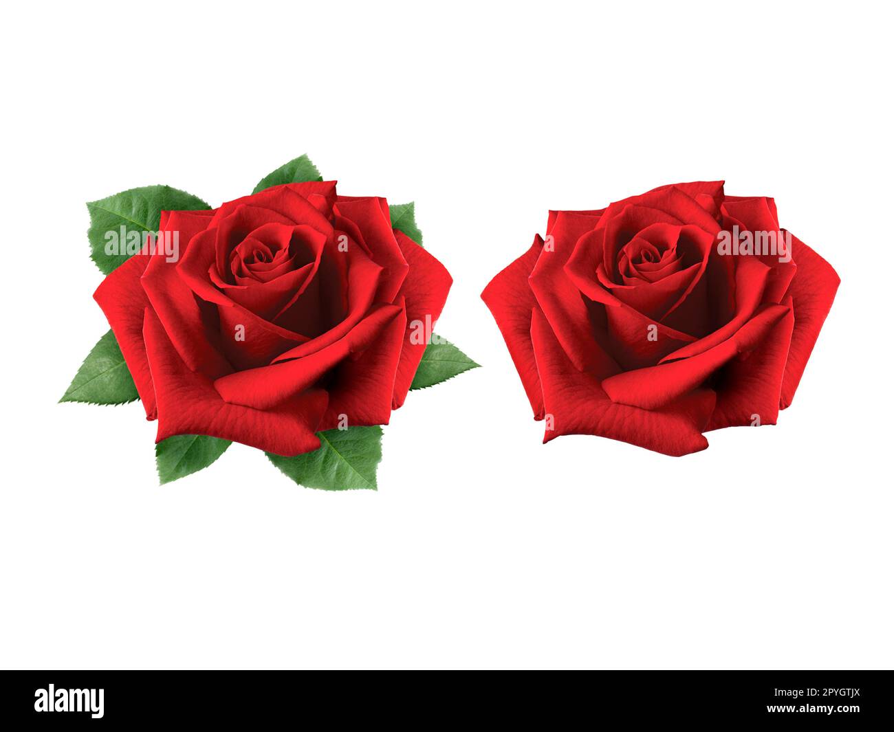 red rose isolated on white background, Valentines day concept Stock Photo