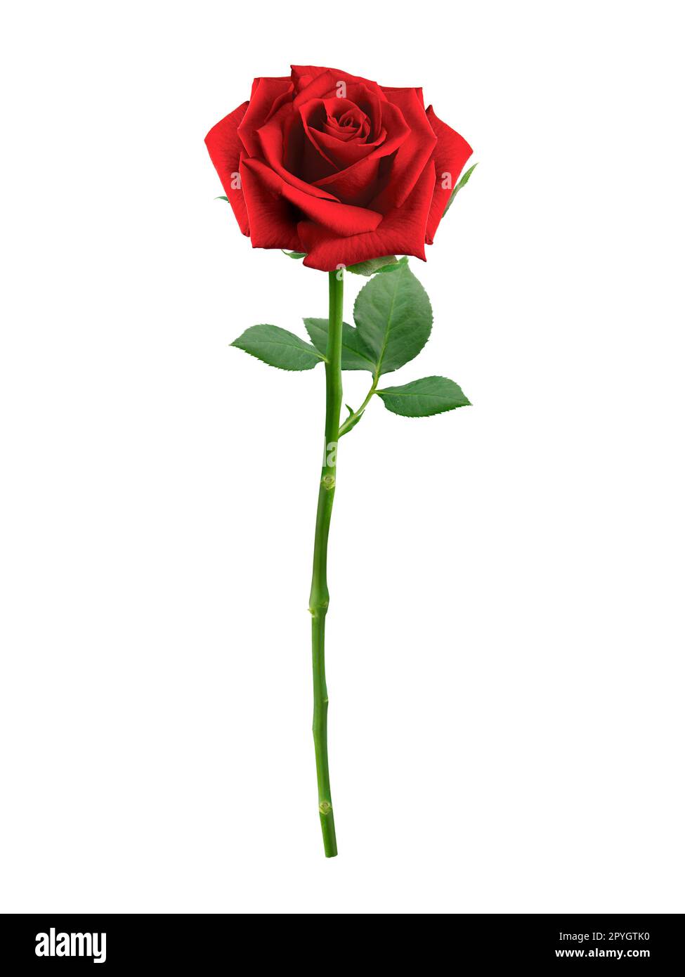 Animasyonlu Fotoğraf  Valentines cards, Rose gift, Red roses